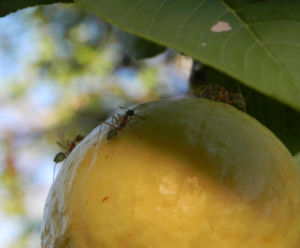Echte Guave Frucht gelb Psidium guajava