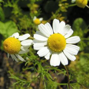Echte Kamille Bluete weiss gelb Matricaria chamomilla 01