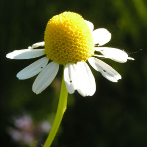 Echte Kamille Bluete weiss gelb Matricaria chamomilla 06
