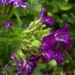 Zurück zum kompletten Bilderset Echte Nachtviole - Hesperis matronalis