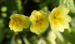 Zurück zum kompletten Bilderset Echte Schlüsselblume Blüte hellgelb Primula veris