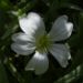 Zurück zum kompletten Bilderset Echte Sternmiere Blüte weiß Stellaria holostea