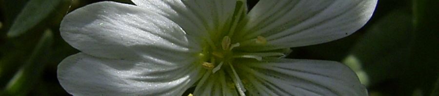 Anklicken um das ganze Bild zu sehen  Echte Sternmiere Blüte weiß Stellaria holostea