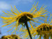Zurück zum kompletten Bilderset Echter Alant Blüte gelb Blatt grün Inula-helenium