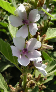 Echter Eibisch Samtpappel Bluete hell Althaea officinalis 01