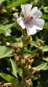 Echter Eibisch Samtpappel Bluete hell Althaea officinalis 02