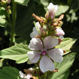 Echter Eibisch Samtpappel Bluete hell Althaea officinalis 03