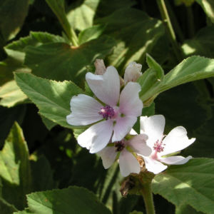 Echter Eibisch Samtpappel Bluete hell Althaea officinalis 04