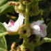Zurück zum kompletten Bilderset Echter Eibisch Samtpappel Blüte hell Althaea officinalis