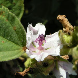 Echter Eibisch Samtpappel Bluete hell Althaea officinalis 06