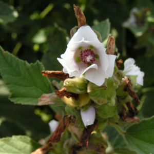 Echter Eibisch Samtpappel Bluete hell Althaea officinalis 07