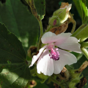 Echter Eibisch Samtpappel Bluete hell Althaea officinalis 08