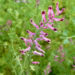 Zurück zum kompletten Bilderset Echter Erdrauch Blüte pink Fumaria officinalis