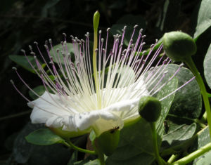 Echter Kapernstrauch Bluete weiss Capparis spinosa 01