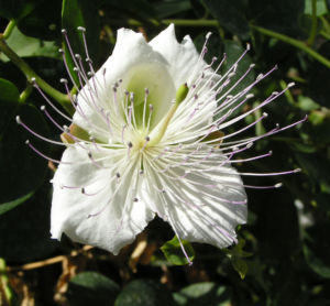 Echter Kapernstrauch Bluete weiss Capparis spinosa 04