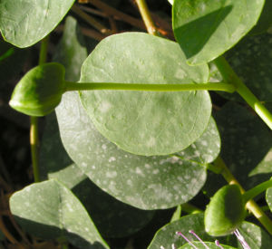 Echter Kapernstrauch Bluete weiss Capparis spinosa 07