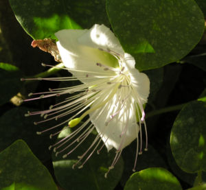 Echter Kapernstrauch Bluete weiss Capparis spinosa 08