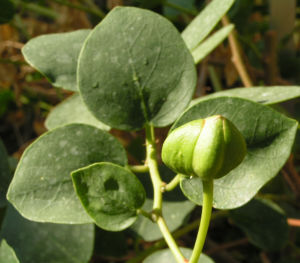 Echter Kapernstrauch Bluete weiss Capparis spinosa 09