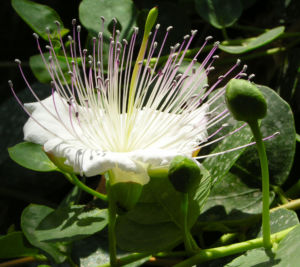 Echter Kapernstrauch Bluete weiss Capparis spinosa 10