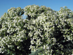 Echter Meerkohl Bluete weiß Crambe maritima 20