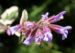 Zurück zum kompletten Bilderset Echter Salbei Blüte lila Salvia officinalis