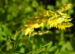 Zurück zum kompletten Bilderset Echter Steinklee Blüte gelb Melilotus officinalis