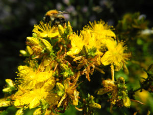 Echtes Johanniskraut Bluete gelb Hypericum perforatum 10