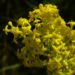 Zurück zum kompletten Bilderset Echtes Labkraut Blüte gelb Galium verum