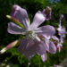 Zurück zum kompletten Bilderset Echtes Seifenkraut - Saponaria officinalis