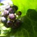 Zurück zum kompletten Bilderset Gemeiner Efeu Früchte blau rot Hedera helix