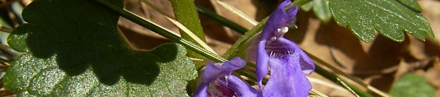 Anklicken um das ganze Bild zu sehen  Gundermann Blüte helllila Glechoma hederacea