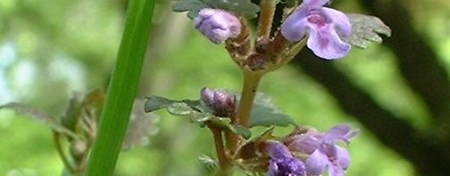 Anklicken um das ganze Bild zu sehen  Gundermann Blüte helllila Glechoma hederacea