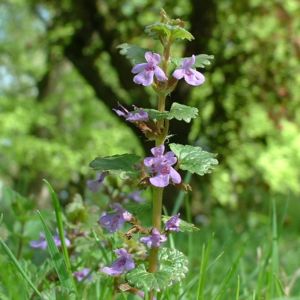 Efeu Gundermann Glechoma hederacea 02