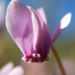 Zurück zum kompletten Bilderset Efeublättriges Alpenveilchen Blüte hell pink Cyclamen hederifolium