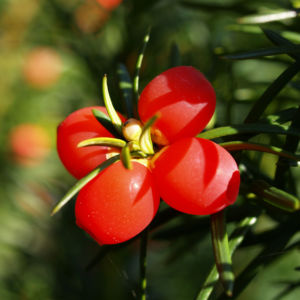 Eibe Baum immergruen Frucht rot taxus baccata 05