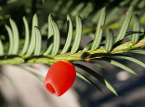 Eibe Baum immergruen Frucht rot taxus baccata 06