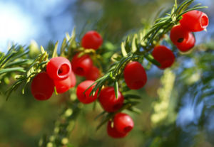 Eibe Baum immergruen Frucht rot taxus baccata 11