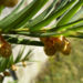 Zurück zum kompletten Bilderset Europäische Eibe Blüte gelblich Taxus baccata