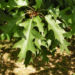 Zurück zum kompletten Bilderset Eichen Baum Frucht Eichel Quercus x richteri