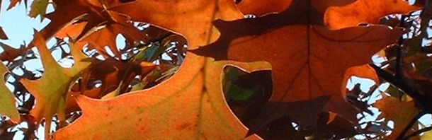 Anklicken um das ganze Bild zu sehen  Roteiche  Eiche Baum Blatt rotbraun Quercus rubra