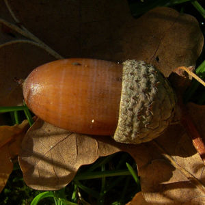 Eichel Quercus 01