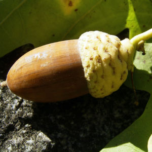 Eichel Quercus 07
