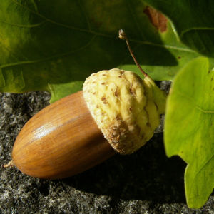 Eichel Quercus 08