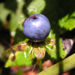 Zurück zum kompletten Bilderset Vierblättrige Einbeere Beere blau Paris quadrifolia
