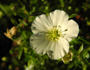 Einbluetiges Hornkraut Bluete weiß Cerastium uniflorum 02