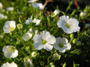 Einbluetiges Hornkraut Bluete weiß Cerastium uniflorum 06