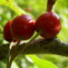Zurück zum kompletten Bilderset Eingriffeliger Weißdorn Frucht rot Crataegus monogyna