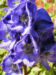Zurück zum kompletten Bilderset Eisenhut Blüte blau Aconitum x arendsii