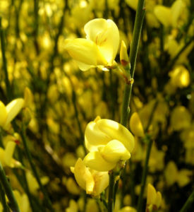 Elfenbein Ginster Bluete cremegelb Cytisus praecox 01