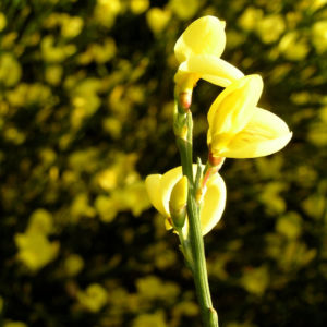 Elfenbein Ginster Bluete cremegelb Cytisus praecox 03